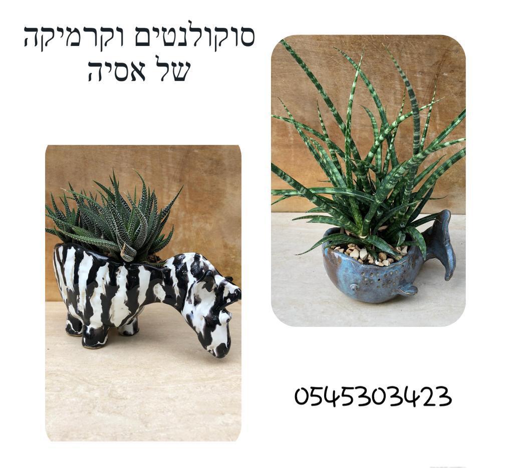 הסוקולנטים של אסיה